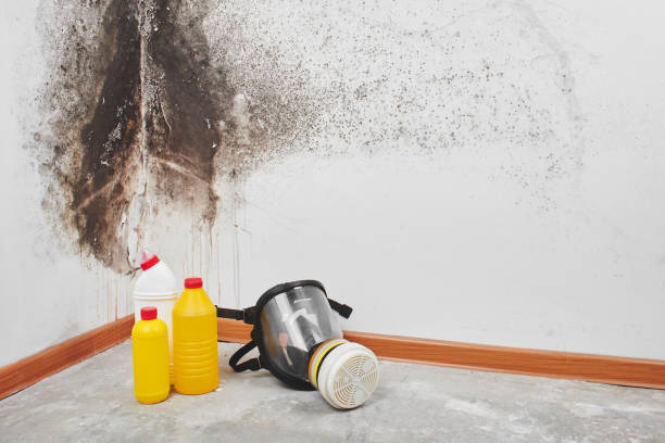 Best Mold Odor Removal Services  in Edgemere, MD