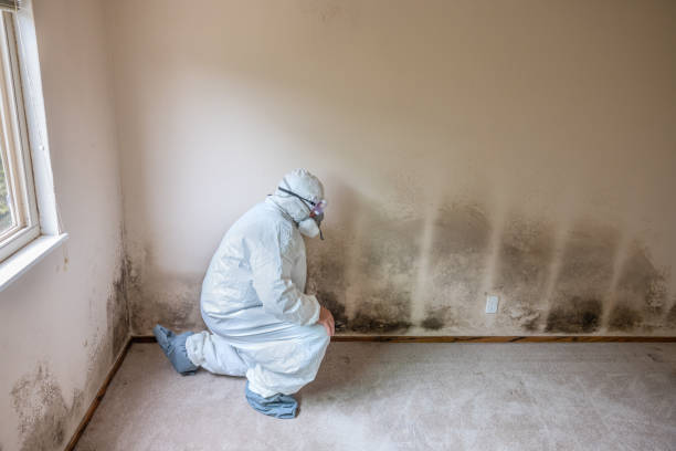 Best Emergency Mold Remediation  in Edgemere, MD